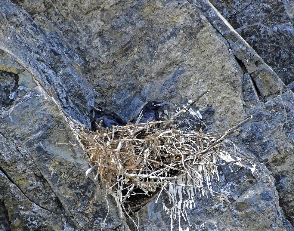 Common Raven Nest by poecile05 is licensed under CC BY-NC-SA 2.0